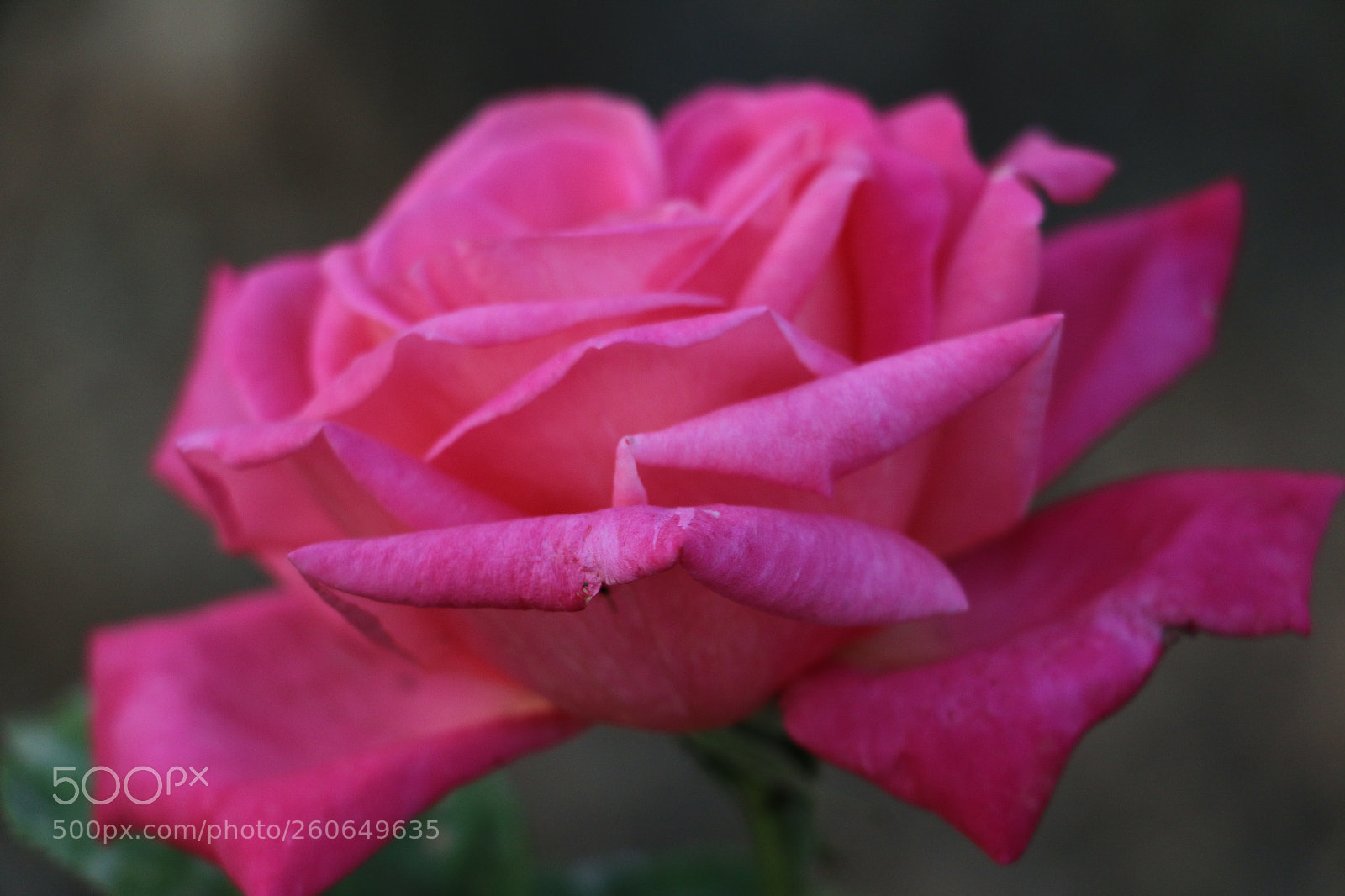 Canon EOS 70D sample photo. Flowers photography