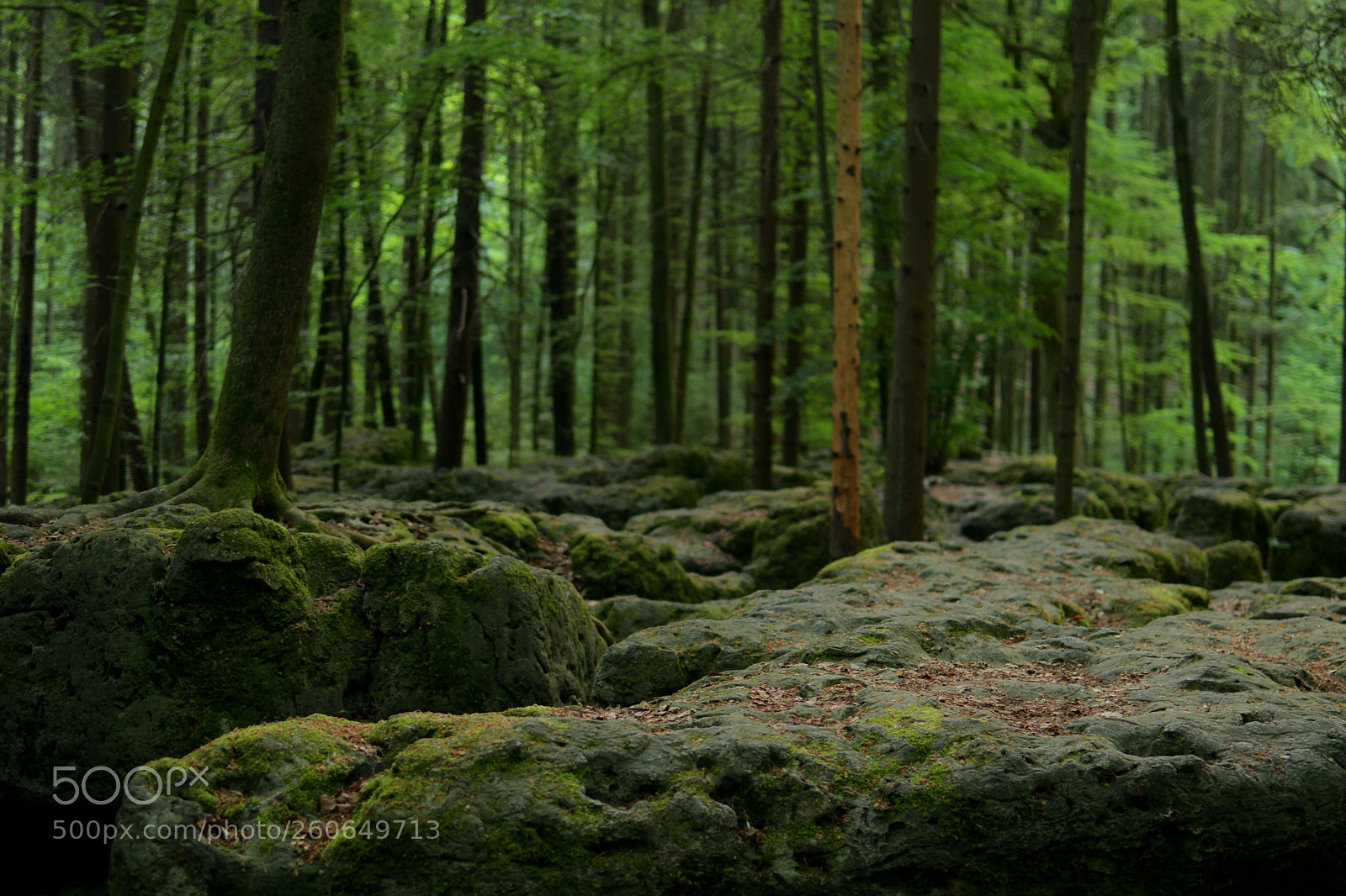 Nikon D7500 sample photo. The forest on the photography