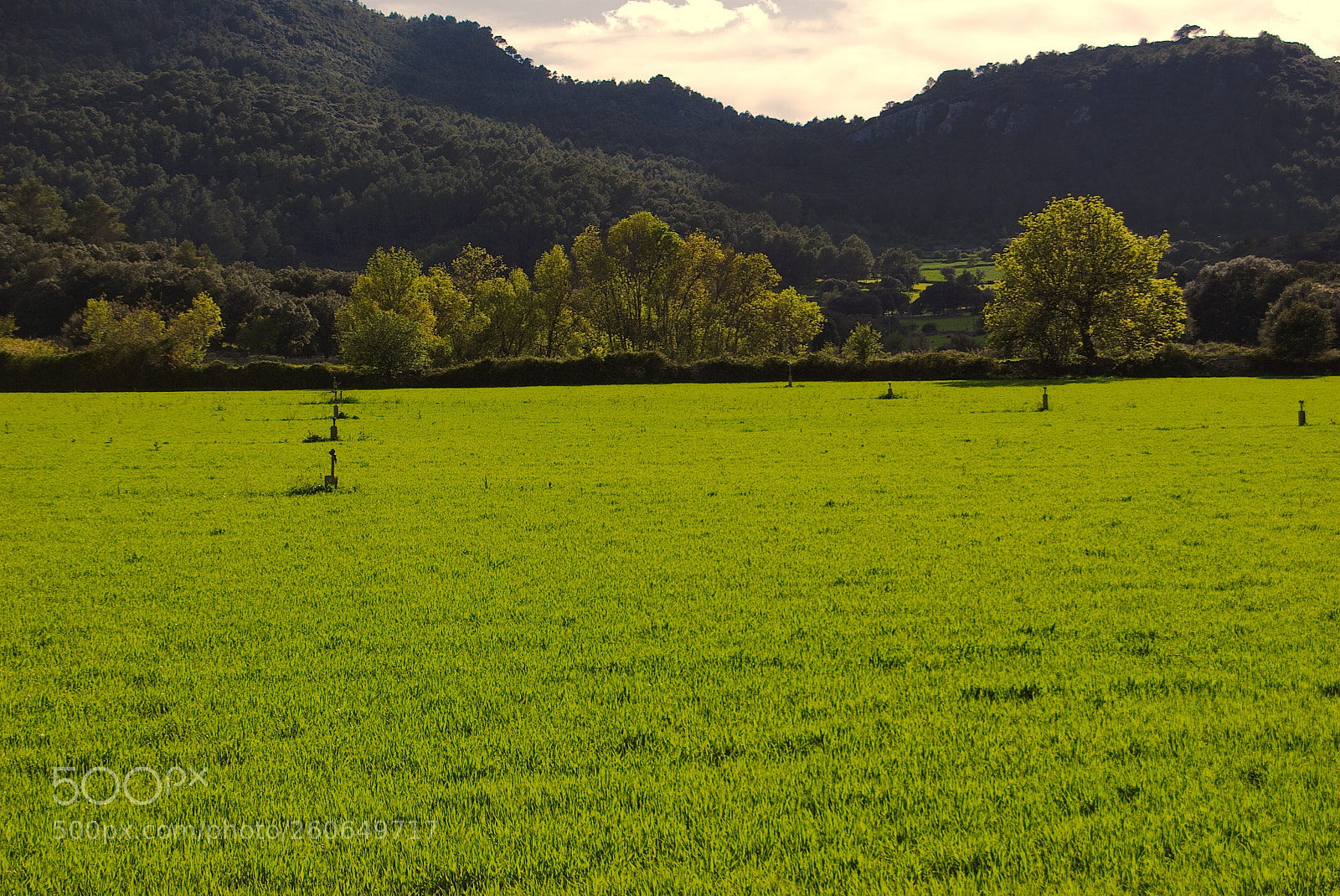 Nikon D60 sample photo. Untitled photography