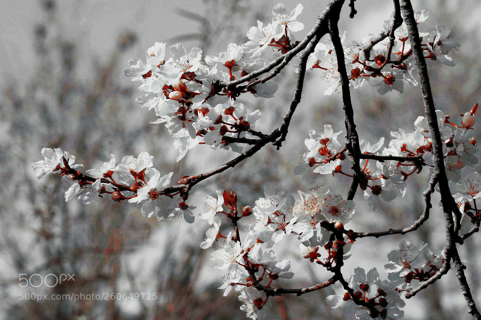Canon EOS 80D sample photo. Blossom photography