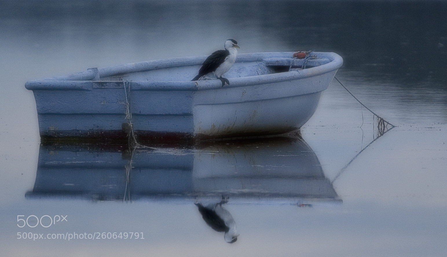 Canon EOS 20D sample photo. Cormorant's rest photography