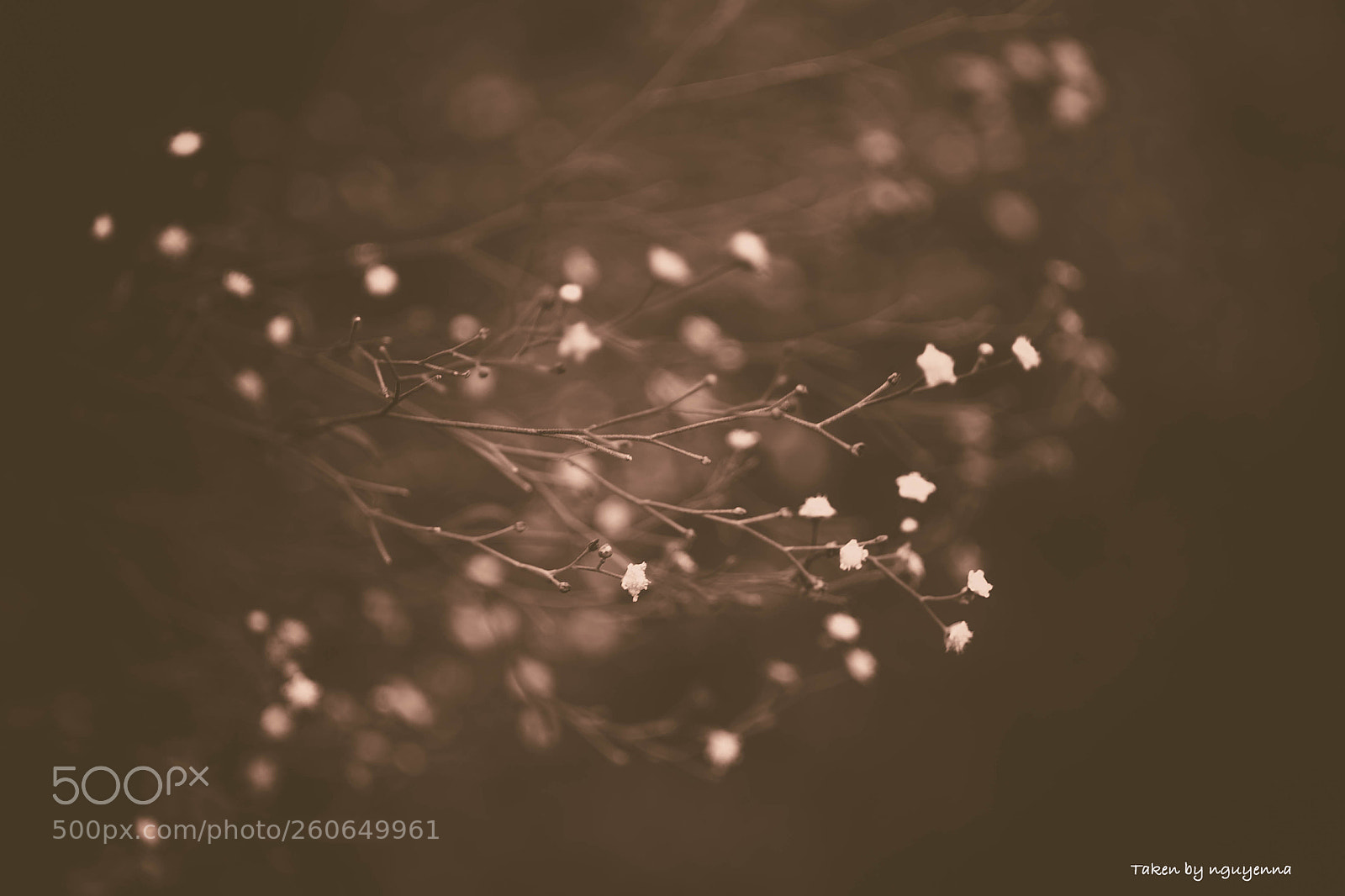 Canon EOS 6D sample photo. Little flower photography