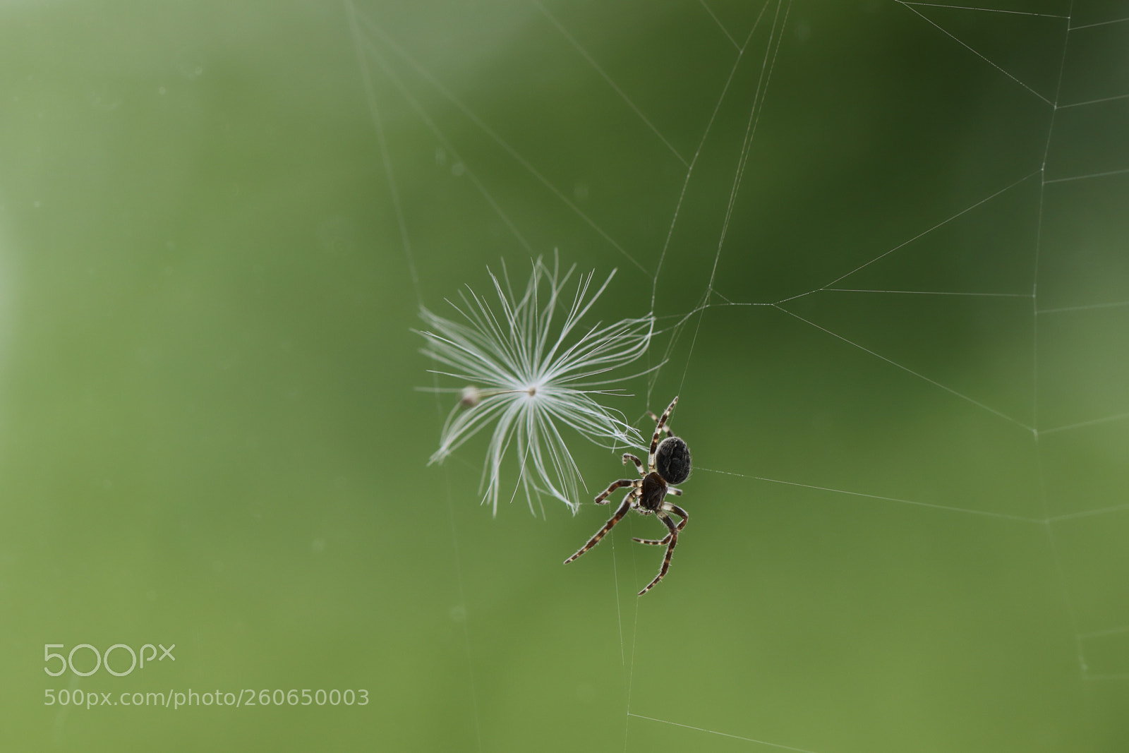 Canon EOS 7D Mark II sample photo. The seed photography