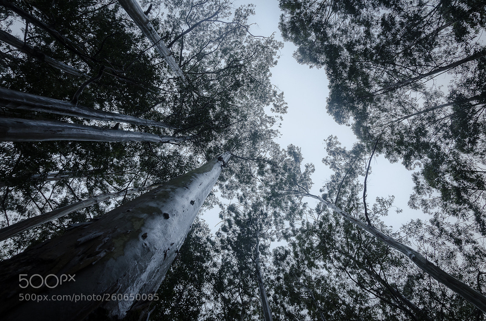 Nikon D7000 sample photo. Tall, taller photography