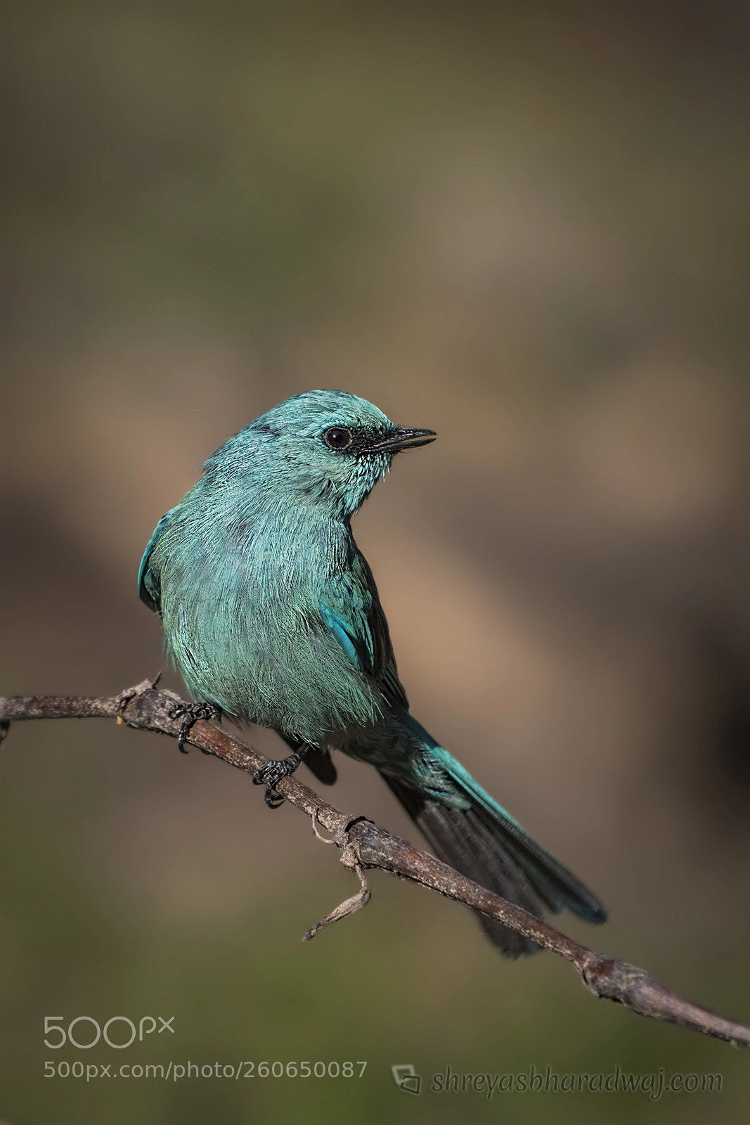 Nikon D500 sample photo. Verditer flycatcher photography