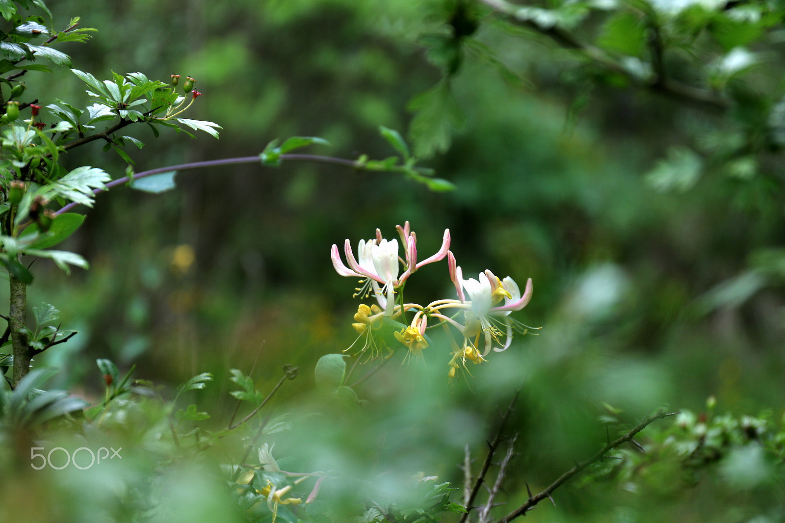 Canon EF 24-70mm F4L IS USM sample photo. Hide photography