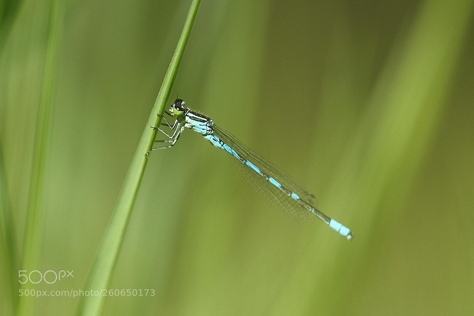 Nikon D750 sample photo. Dragonfly photography