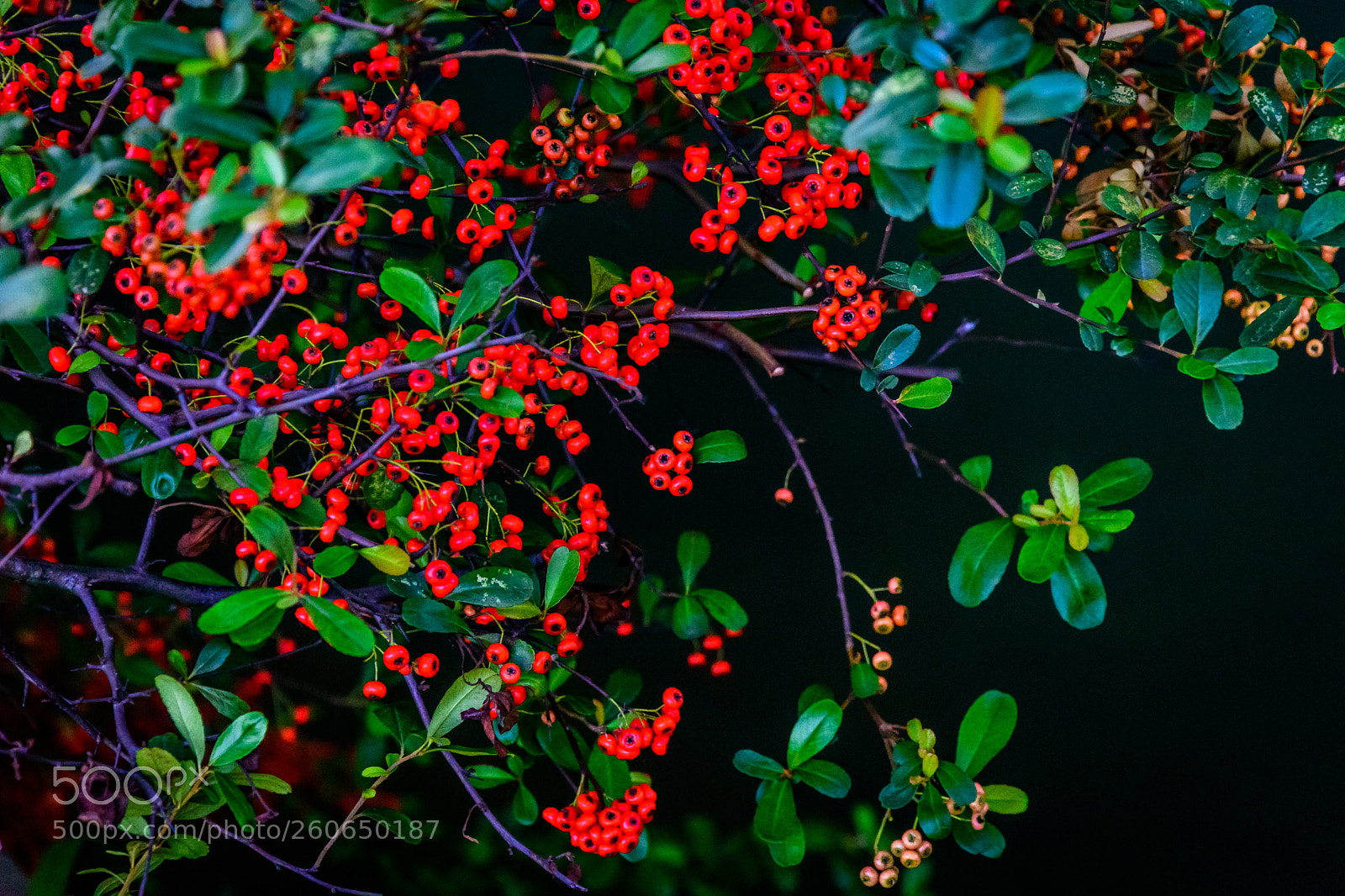 Nikon D7200 sample photo. Fruitful photography