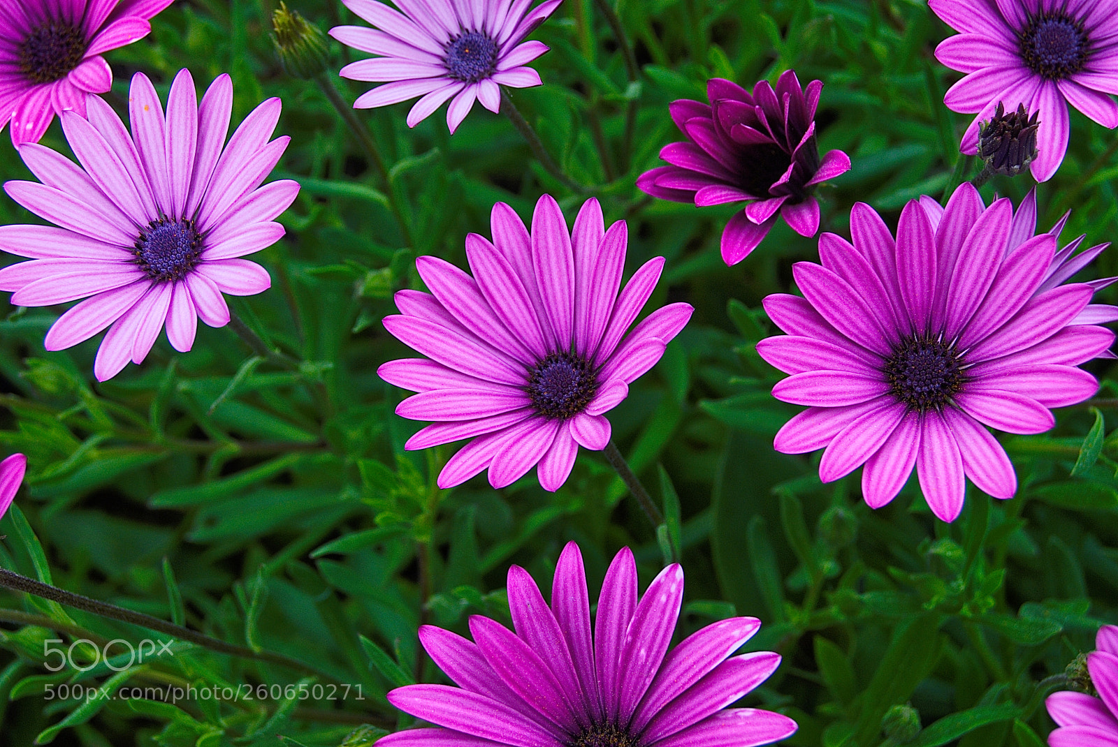 Nikon D60 sample photo. Untitled photography