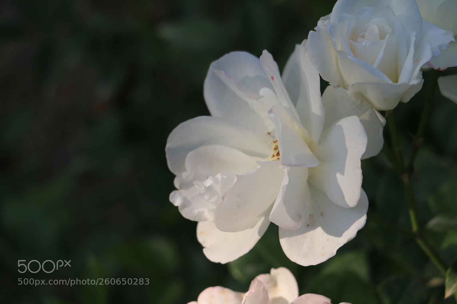 Canon EOS 70D sample photo. Flowers photography