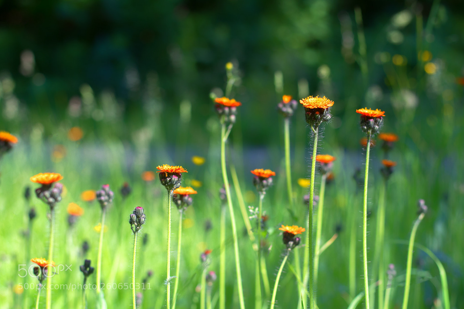 Nikon D500 sample photo. ... photography