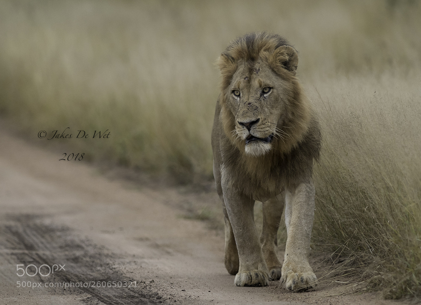 Nikon D5 sample photo. Lion patrol photography