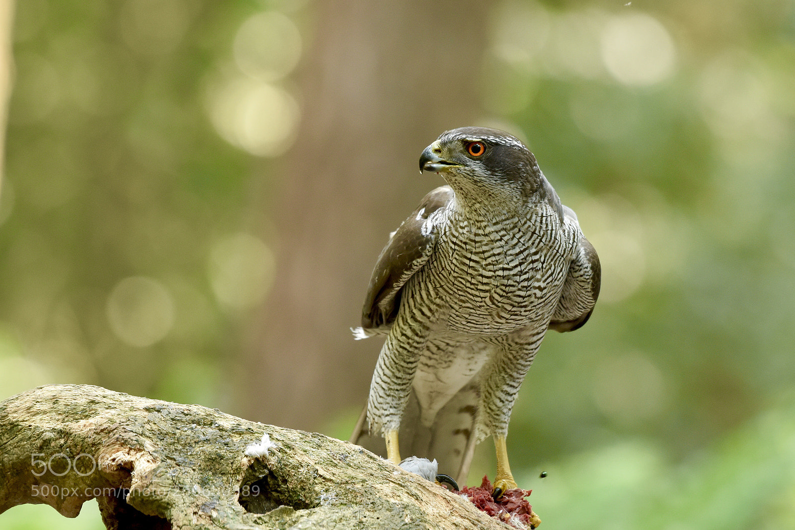 Nikon D810 sample photo. Nothern goshawk photography