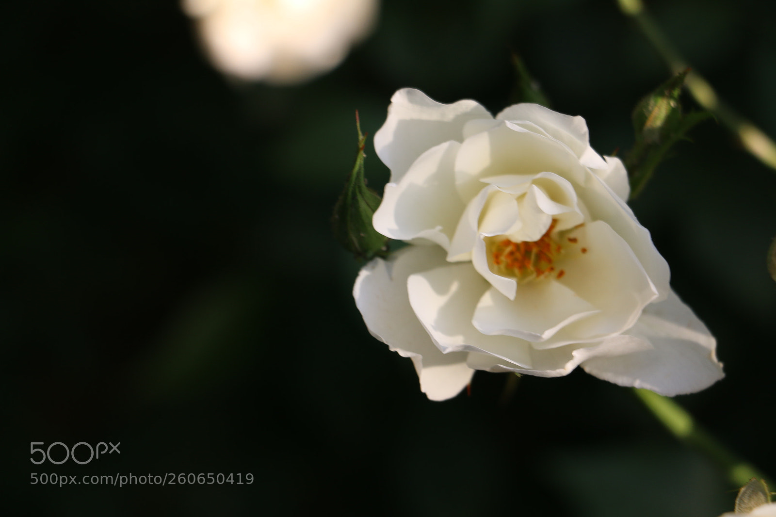 Canon EOS 70D sample photo. Flowers photography