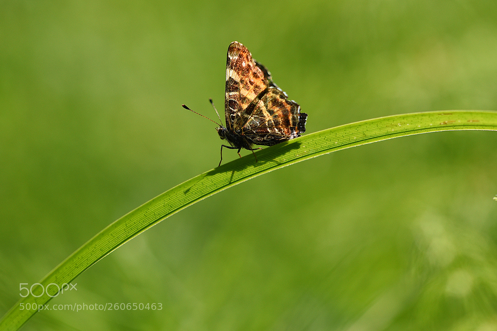 Nikon D750 sample photo. Butterfly photography