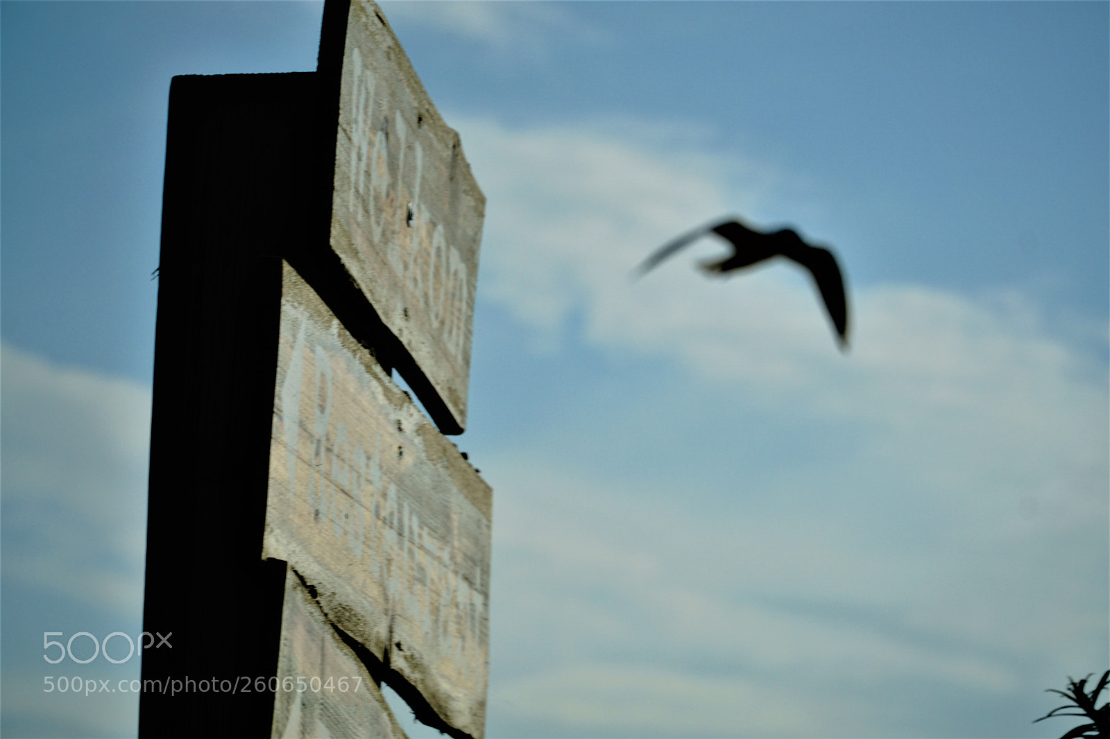 Sony a6000 sample photo. Beachsign photography