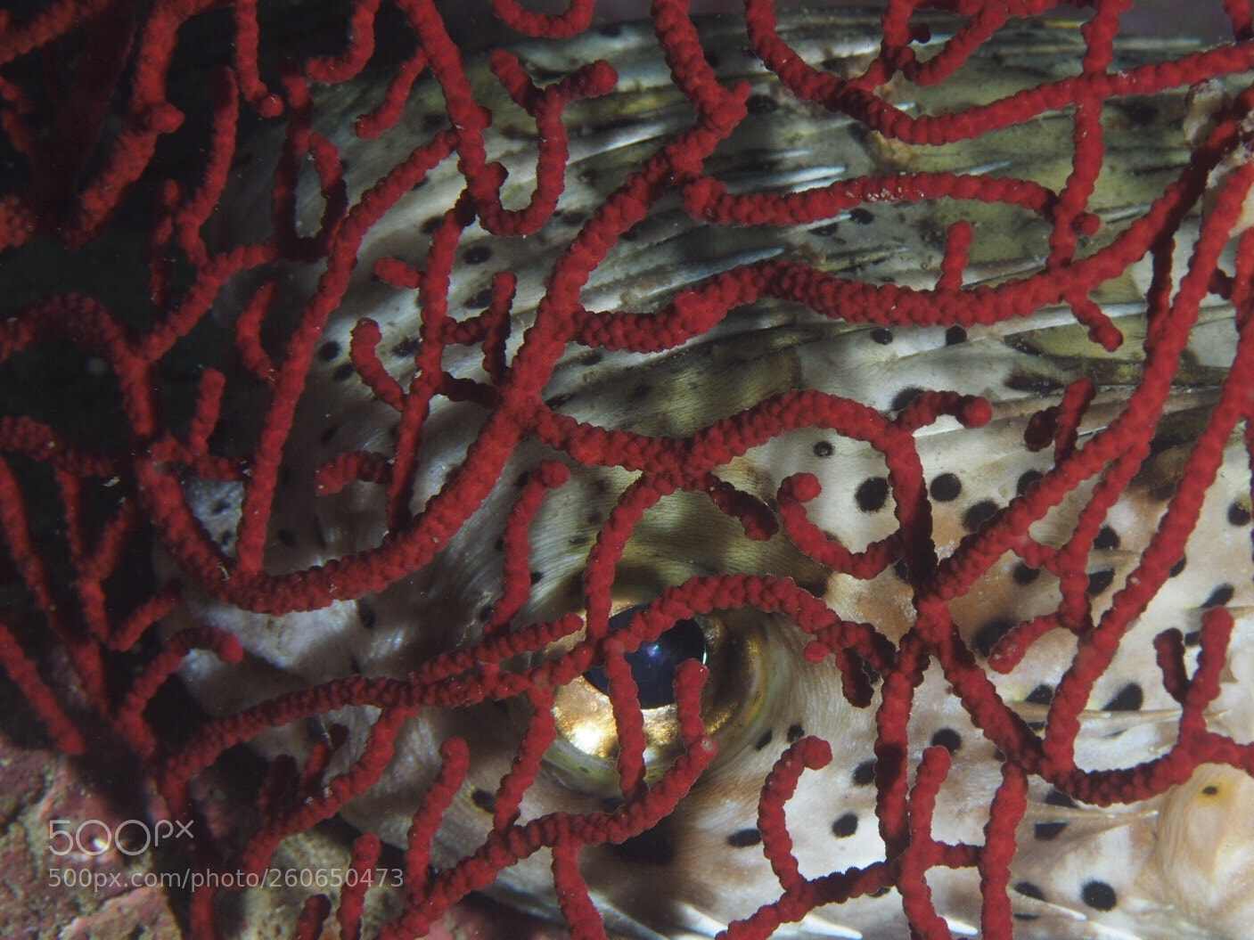 Olympus OM-D E-M1 sample photo. Hidden porcupine fish photography