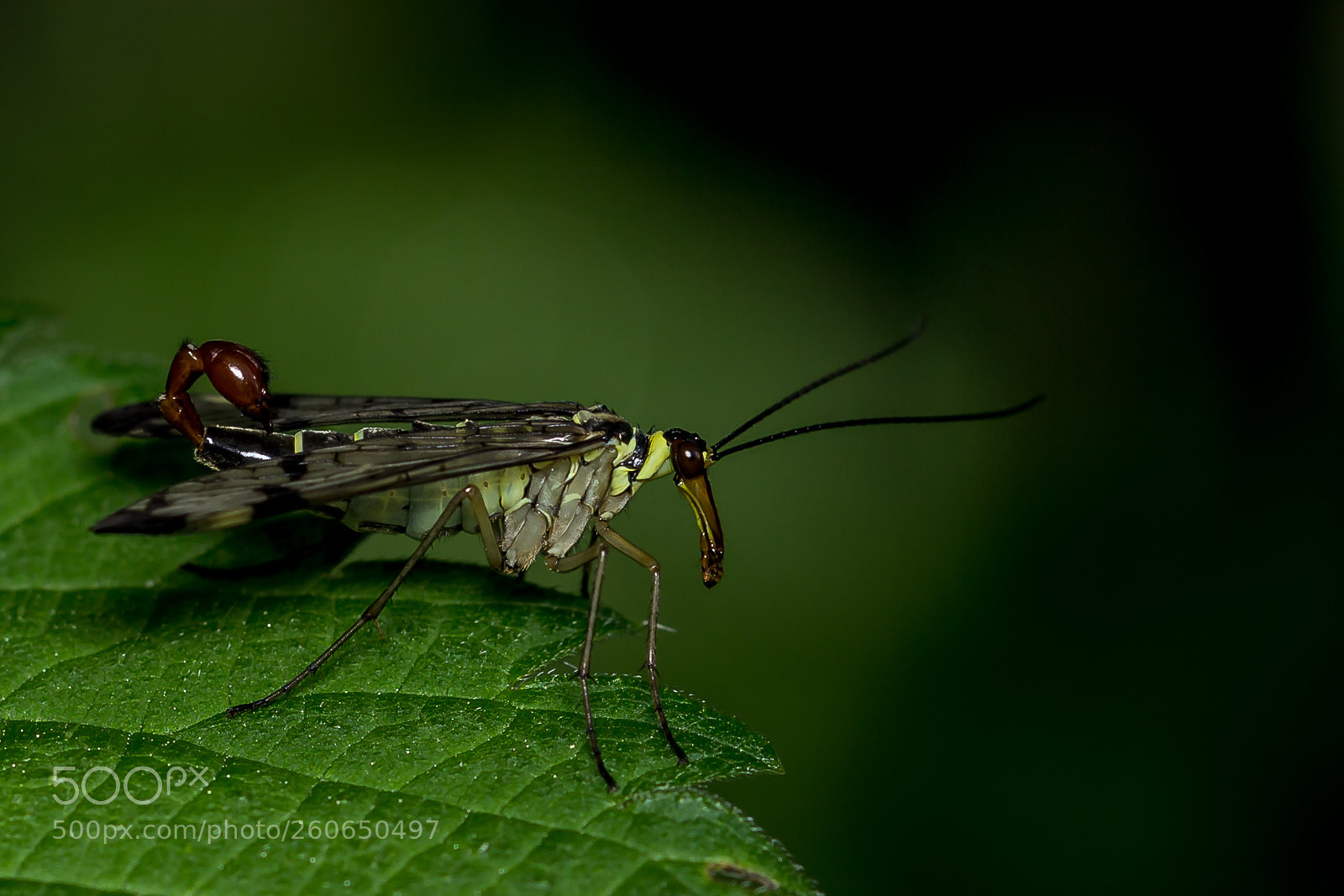 Canon EOS 60D sample photo. Skorpionfliege photography
