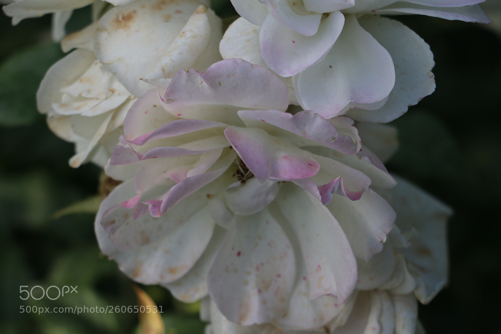 Canon EOS 70D sample photo. Flowers photography