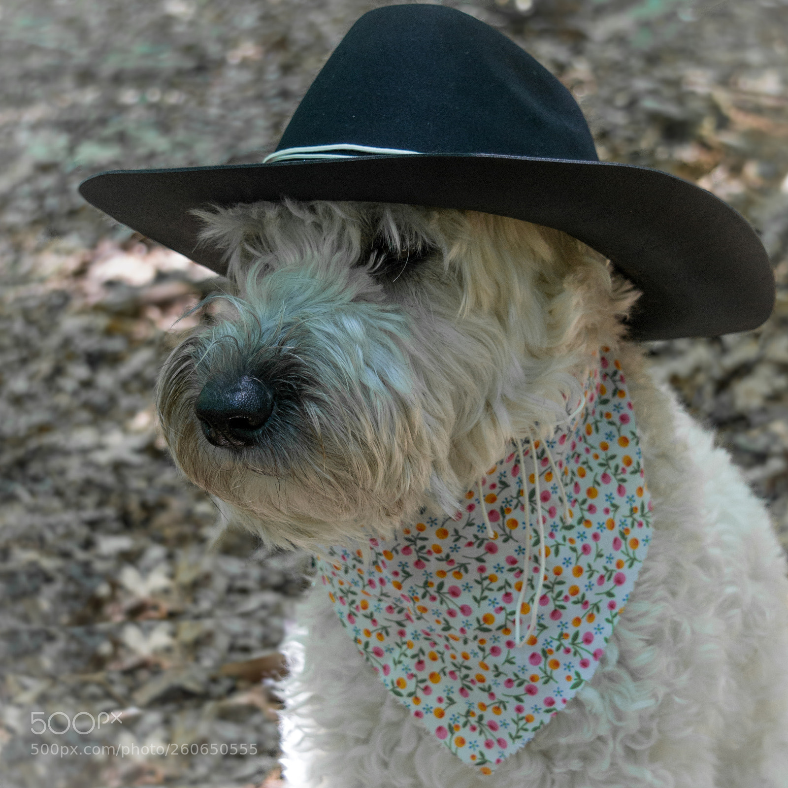 Nikon D3100 sample photo. Howdy pardner photography