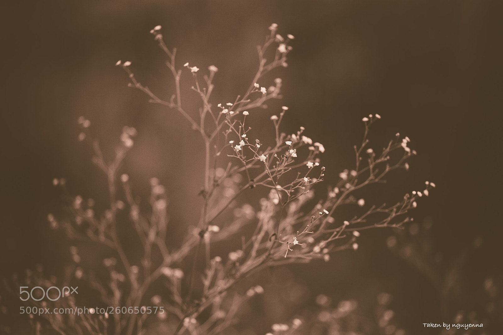 Canon EOS 6D sample photo. Little flower photography