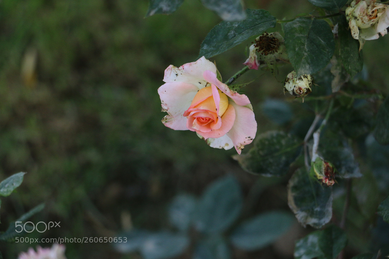 Canon EOS 70D sample photo. Flowers photography