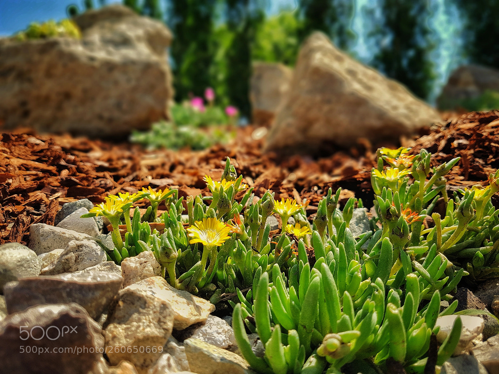 Samsung Galaxy S7 Edge sample photo. Rockery photography
