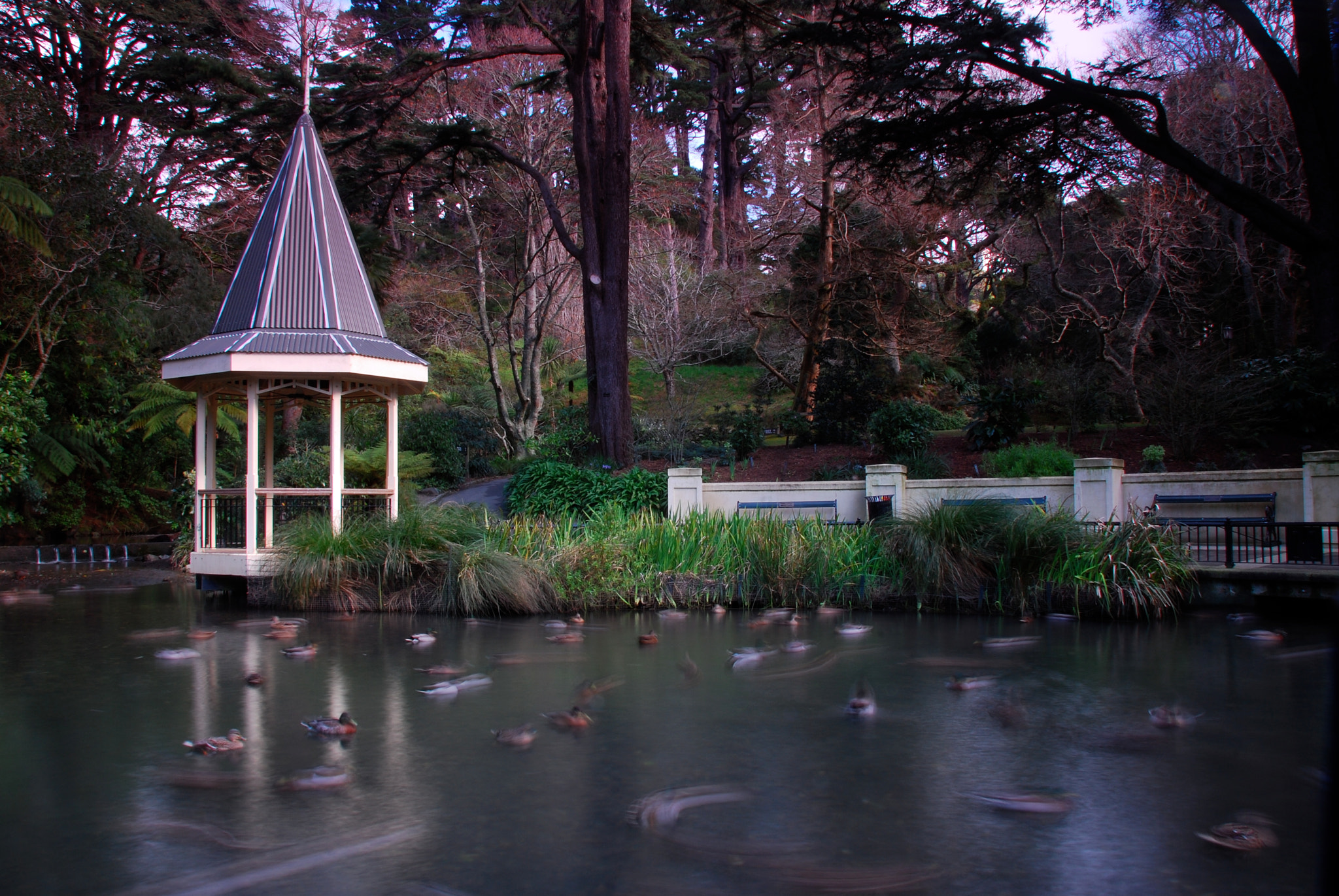 Nikon D80 sample photo. Duck pond.  wellington botanic gardens. photography