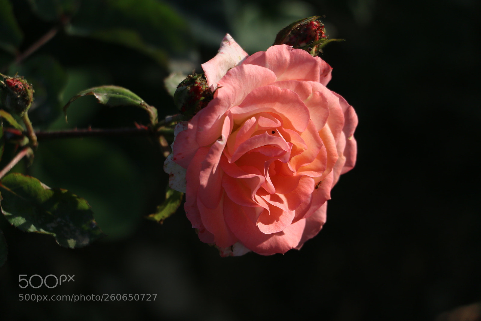 Canon EOS 70D sample photo. Flowers photography