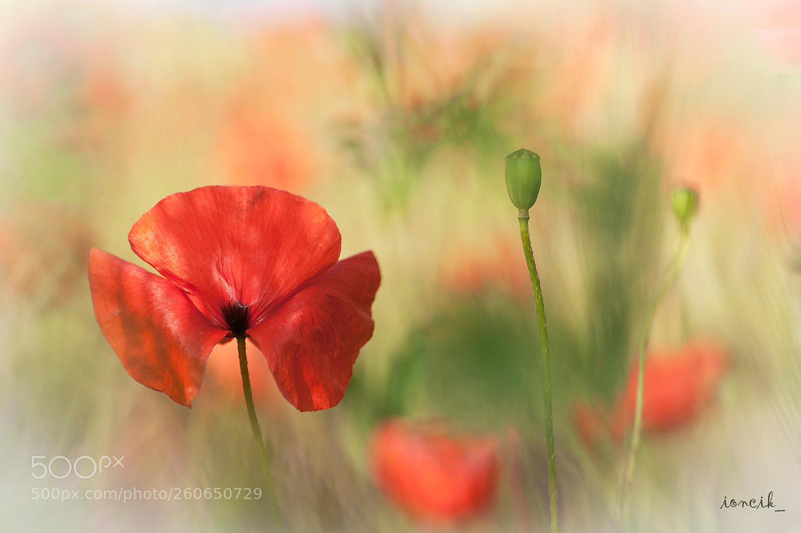 Canon EOS 1000D (EOS Digital Rebel XS / EOS Kiss F) sample photo. Poppy photography