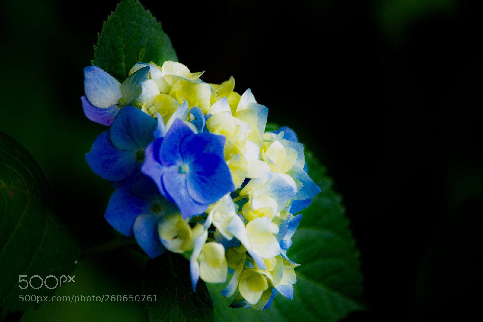 Canon EOS 80D sample photo. Blue・hydrangea. photography