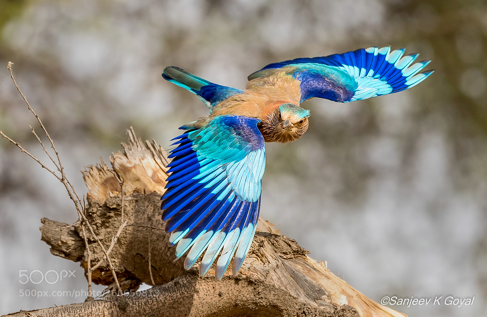 Nikon D750 sample photo. Indian roller photography