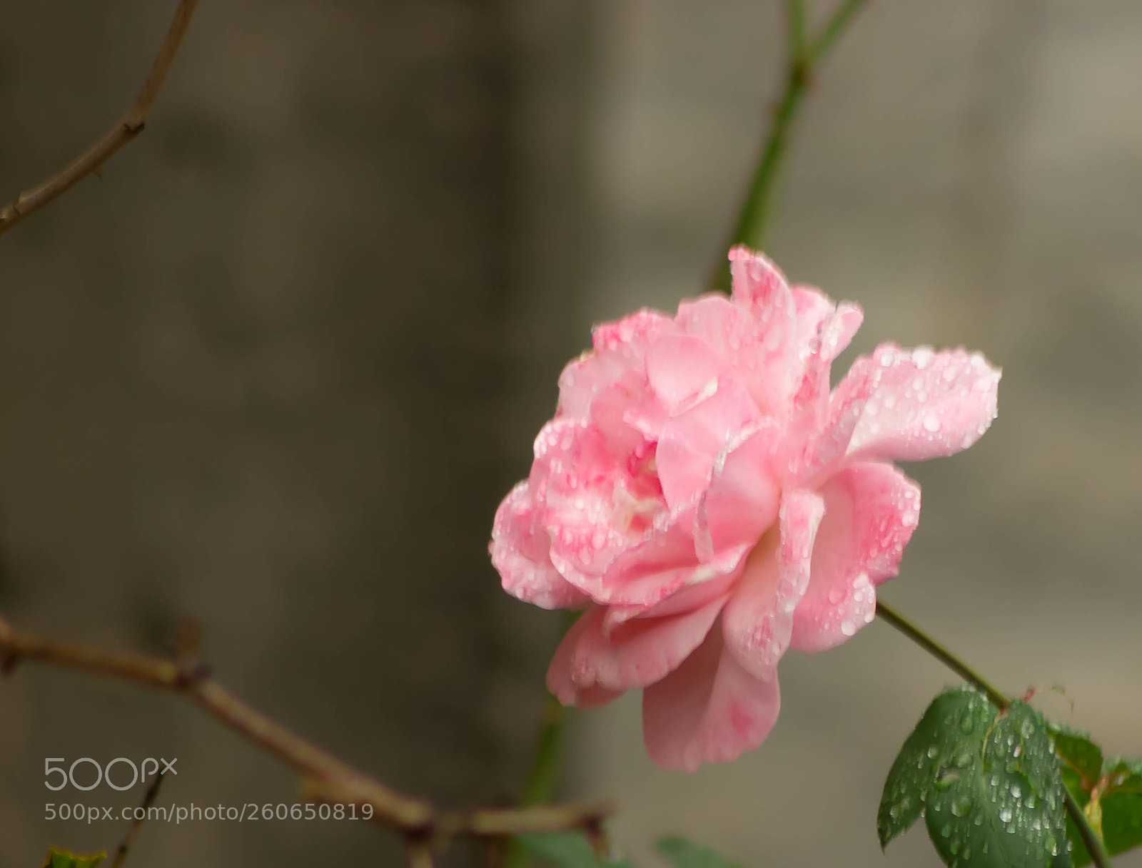 Canon EOS 550D (EOS Rebel T2i / EOS Kiss X4) sample photo. Rain photography