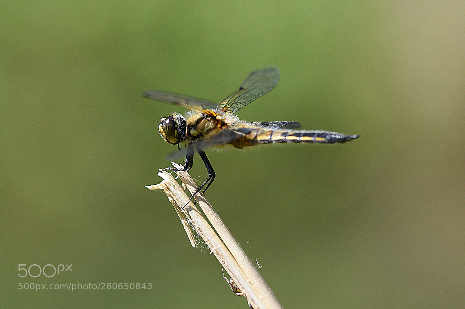 Nikon D750 sample photo. Dragonfly ii photography