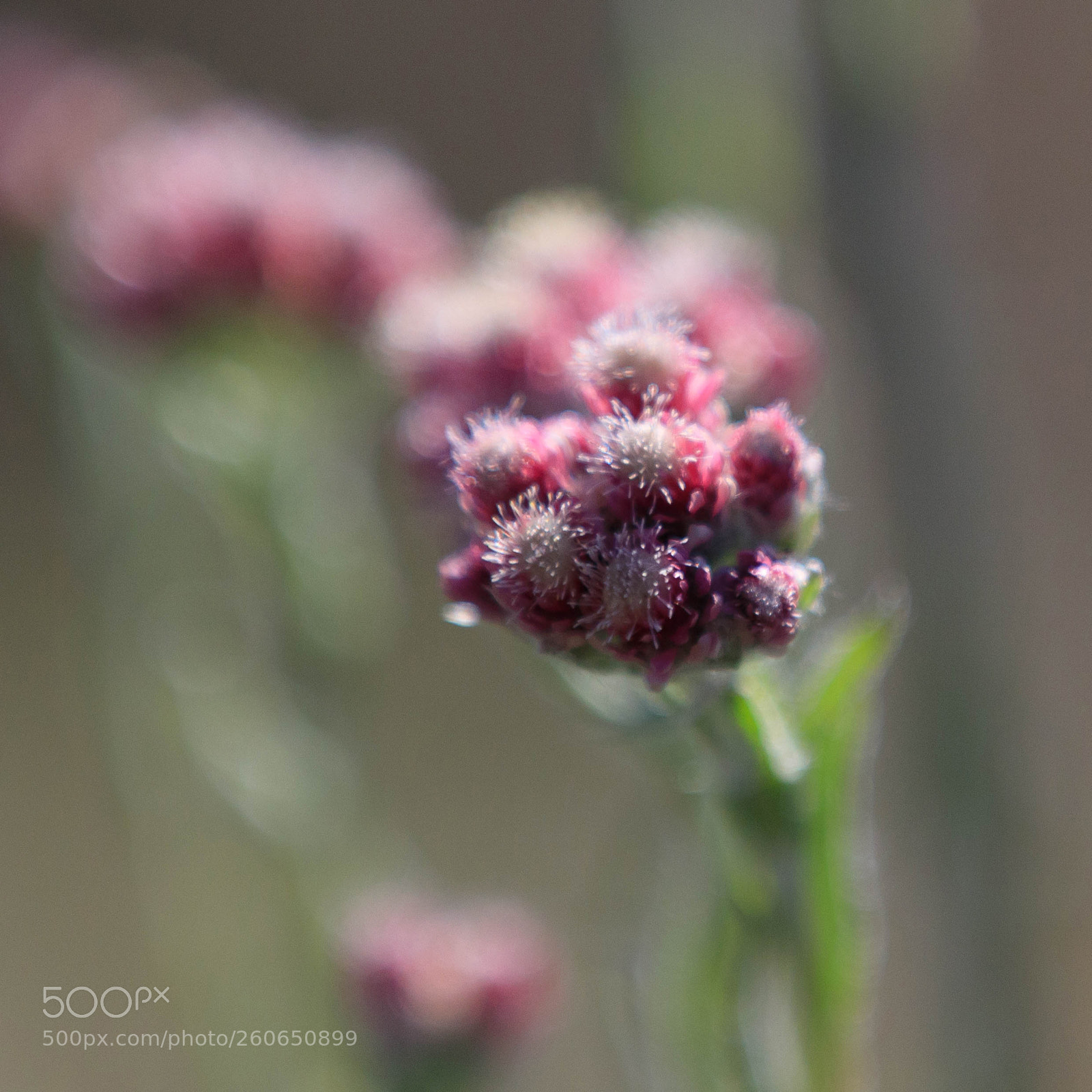 Canon EOS 5D Mark IV sample photo. Antennaria dioica (mountain everlasting) photography