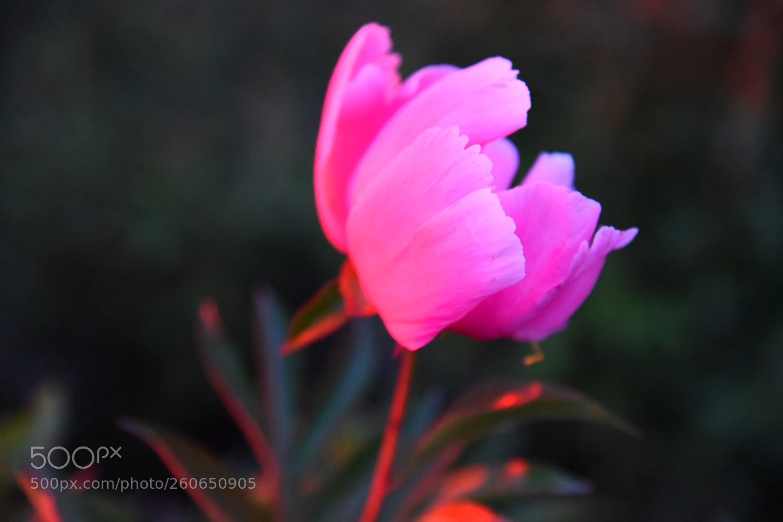 Nikon D750 sample photo. Peony photography