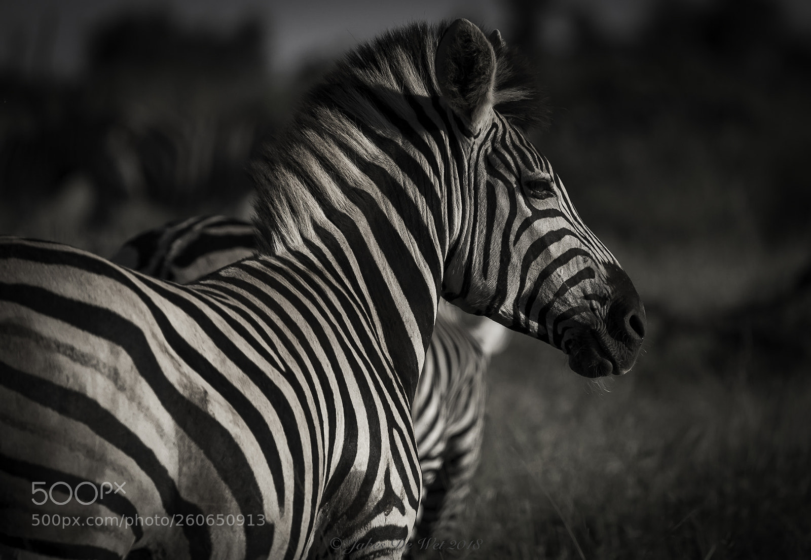 Nikon D810 sample photo. Zebrabwbronze photography