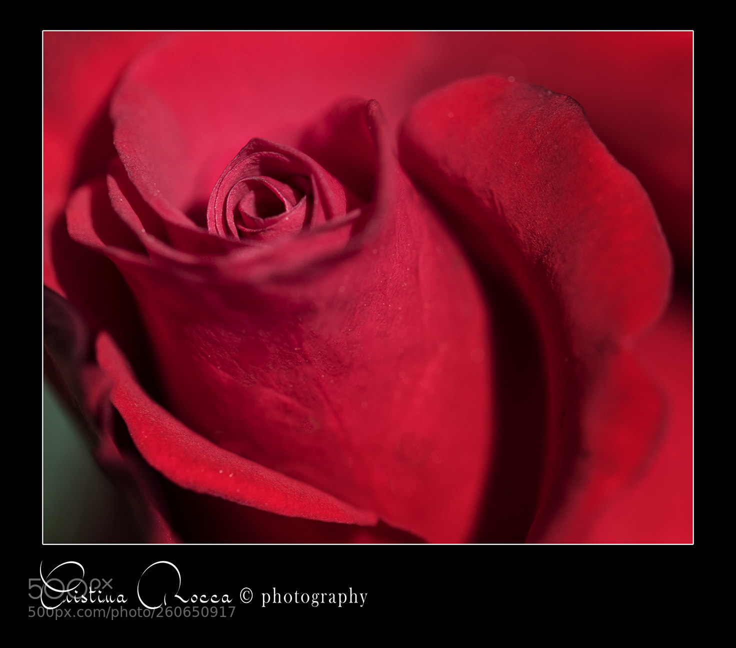 Nikon D750 sample photo. Rosa rossa photography