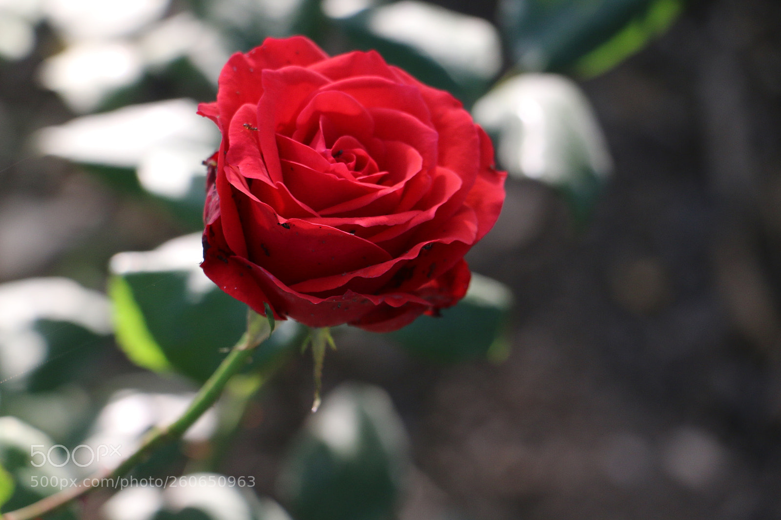 Canon EOS 70D sample photo. Flowers photography