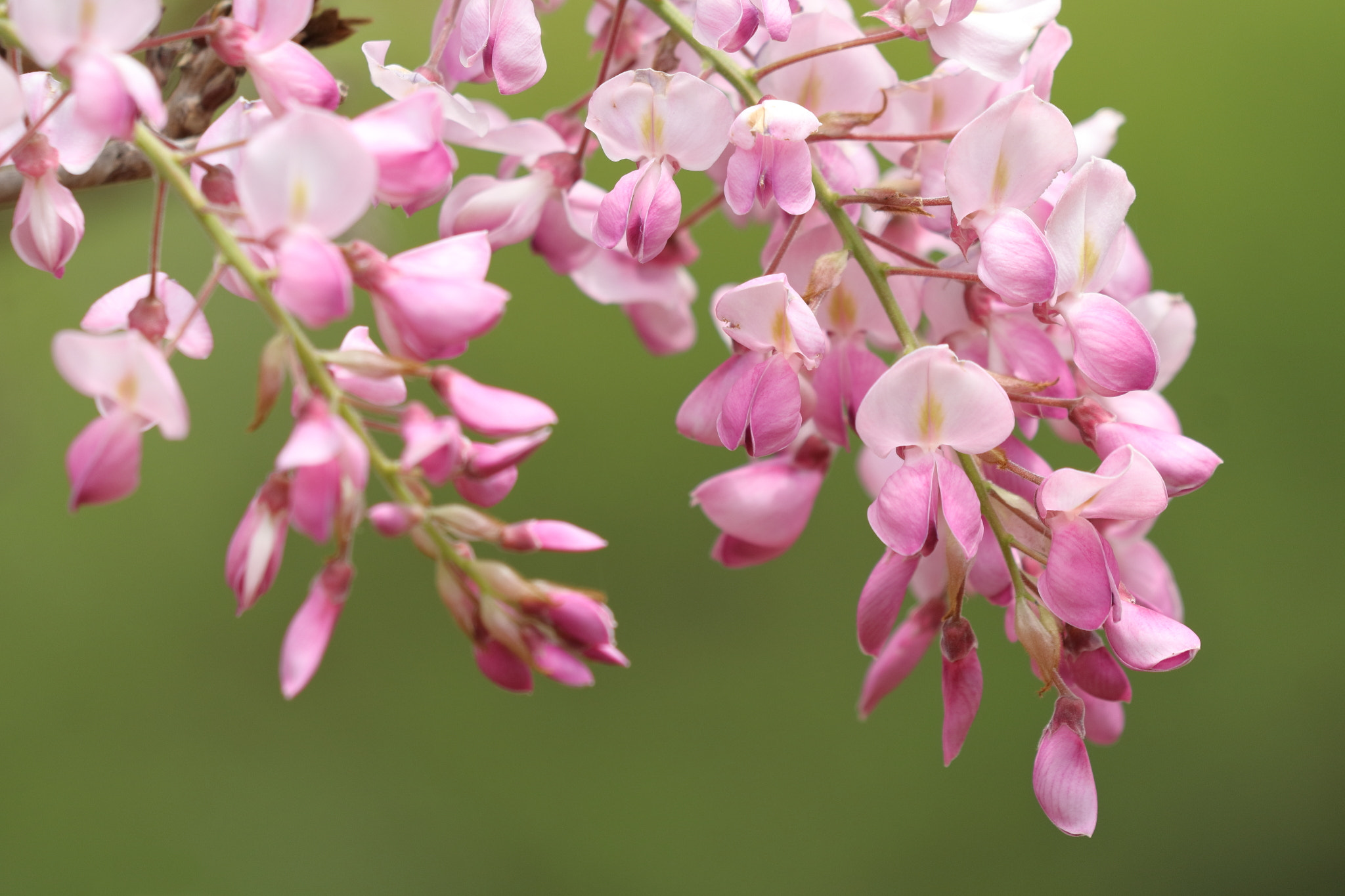 Canon EF 70-300 F4-5.6 IS II USM sample photo. Japanese wisteria photography