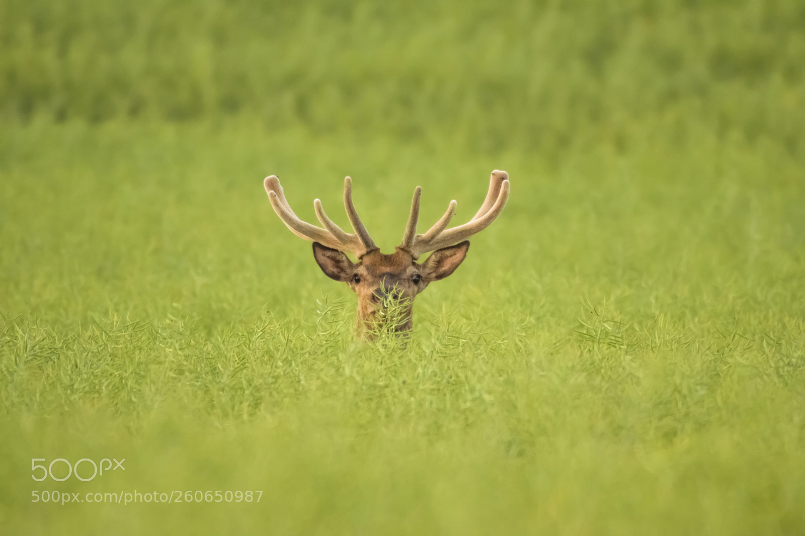 Nikon D3300 sample photo. Red deer hart photography