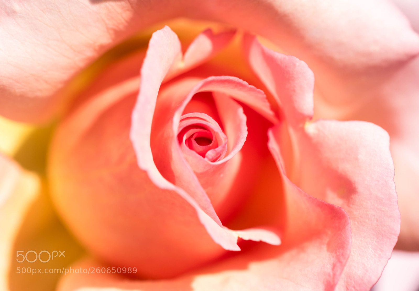Nikon D5600 sample photo. Rosenblüte photography