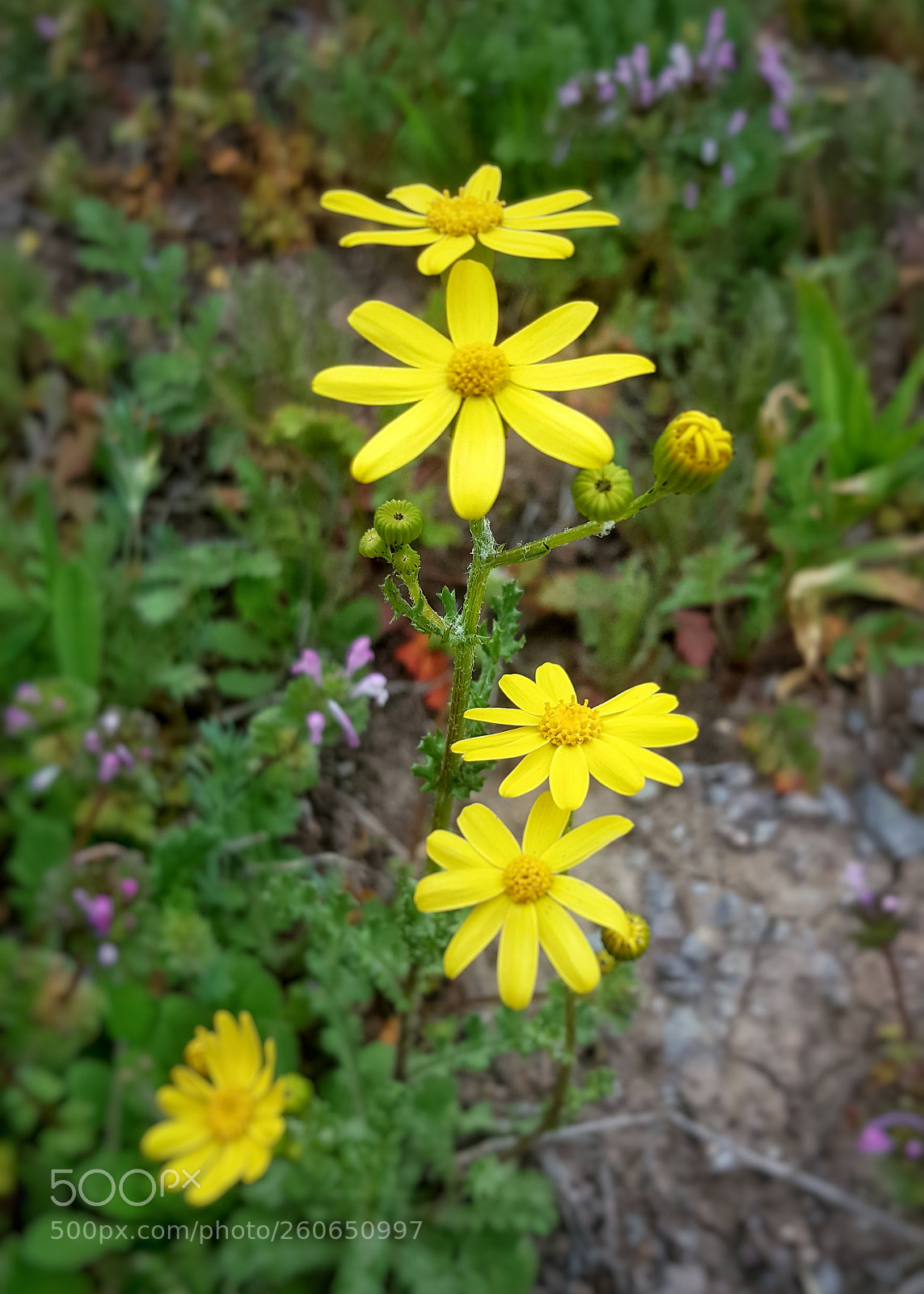 Samsung Galaxy Note5 sample photo. Untitled photography