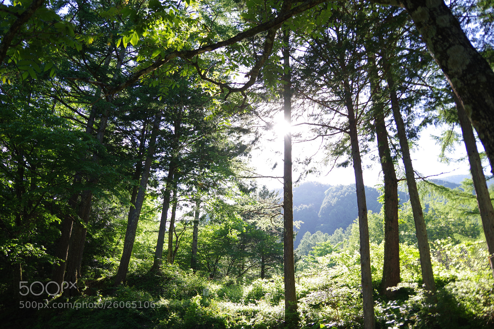 Pentax K-70 sample photo. Untitled photography
