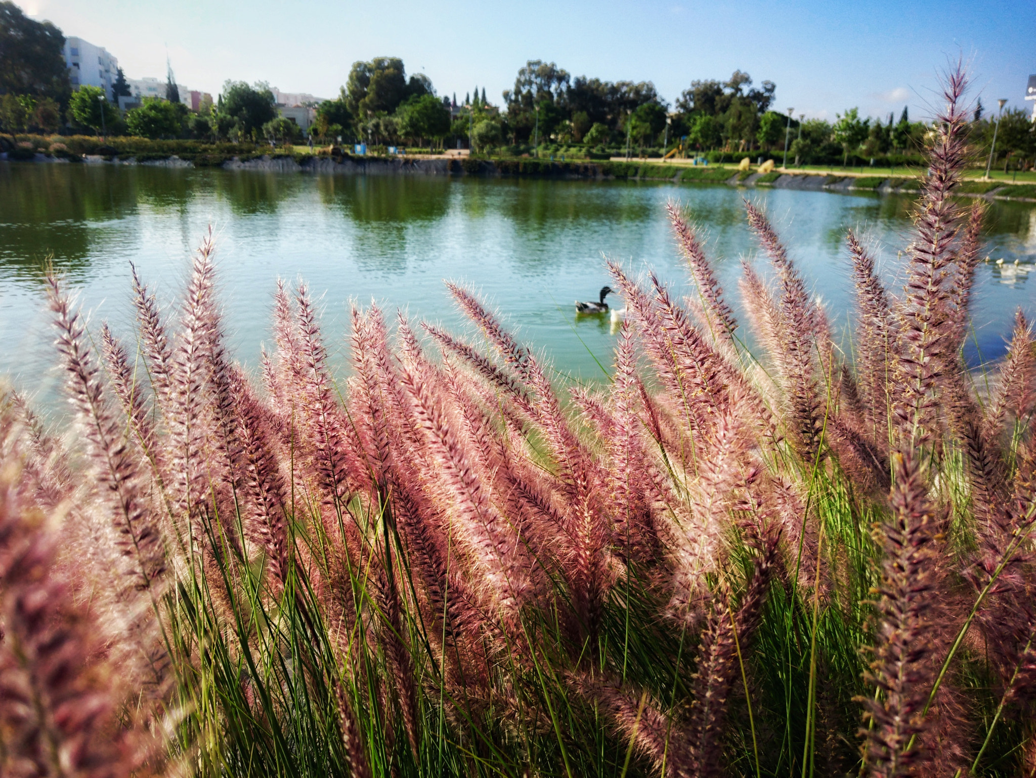 Sony Xperia Z3+ sample photo. Jardin de californie photography