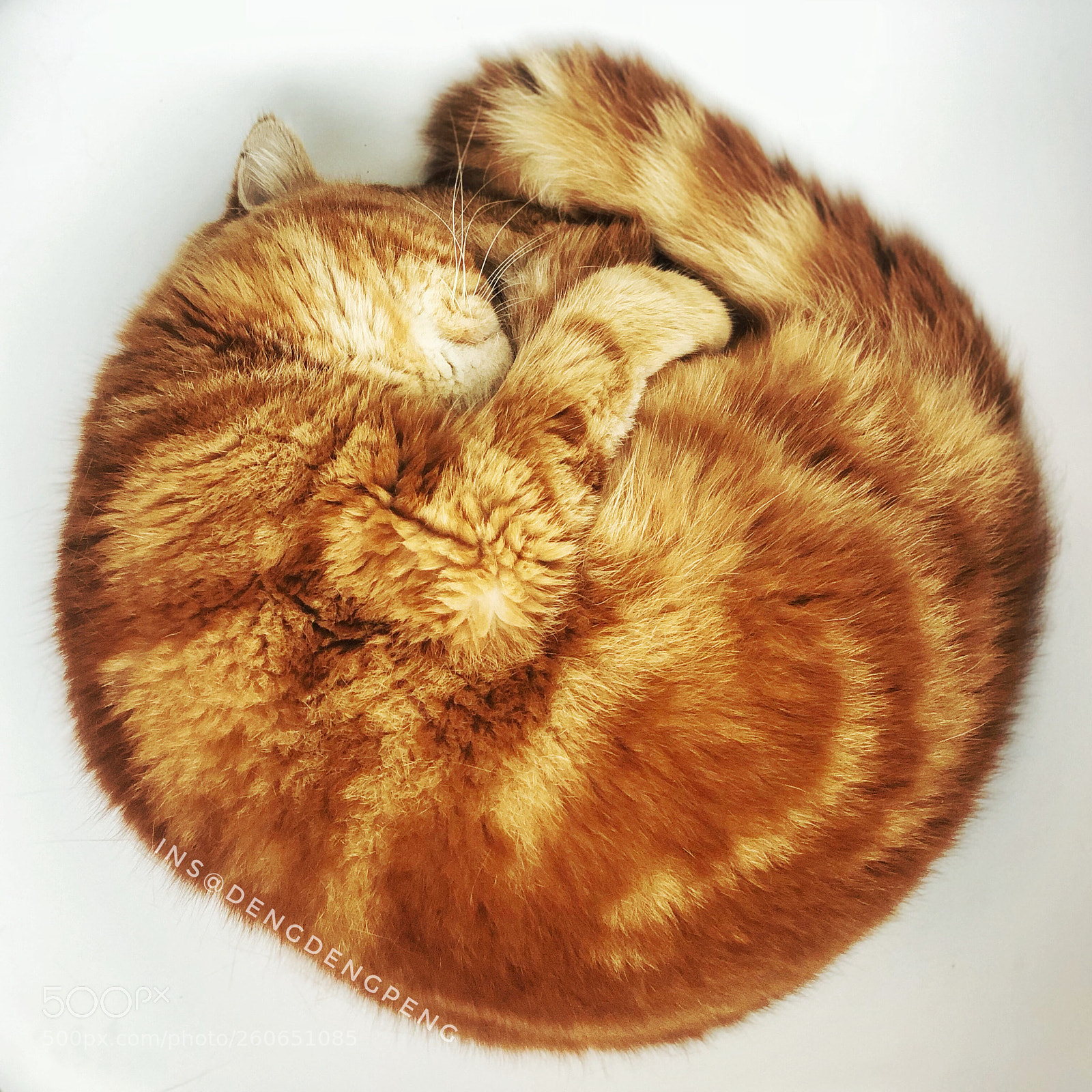 Apple iPhone X sample photo. Sleeping cat photography