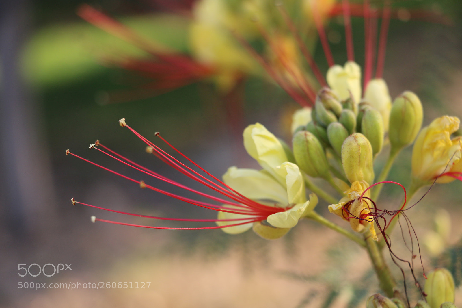 Canon EOS 70D sample photo. Flowers photography