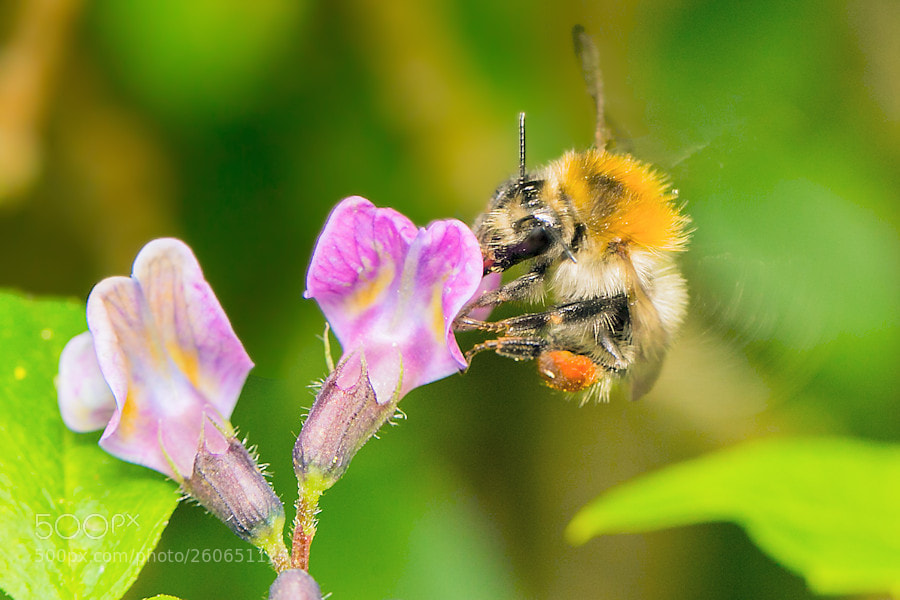 Canon EOS 6D sample photo. Hummel photography