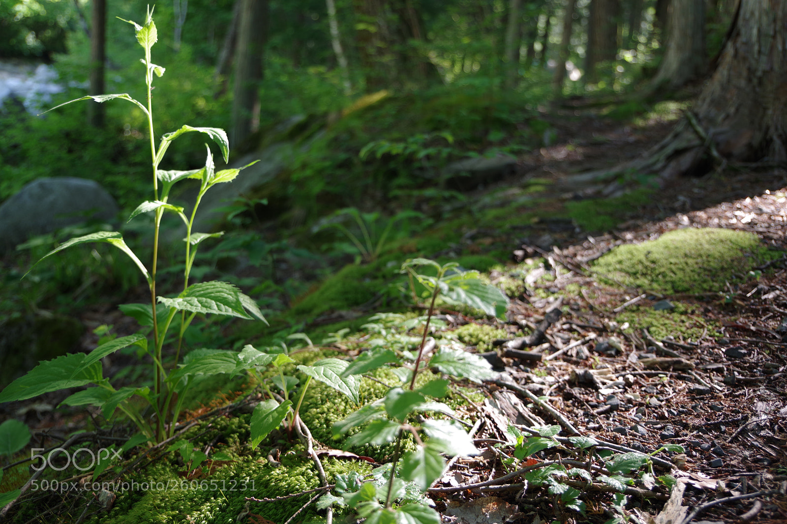 Pentax K-70 sample photo. Untitled photography