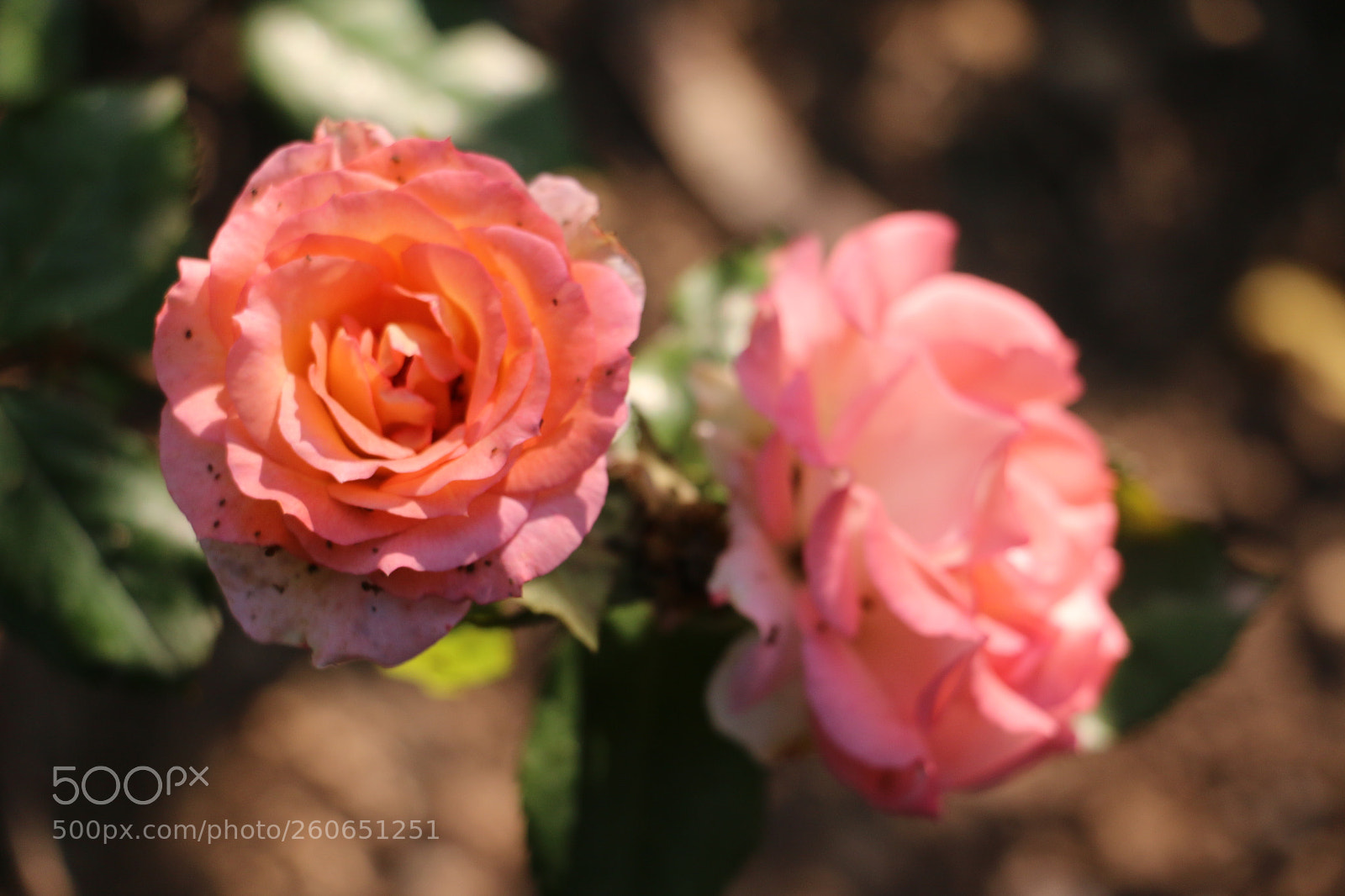 Canon EOS 70D sample photo. Flowers photography